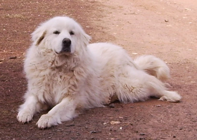 a large white dog sitting on top of a dirt road