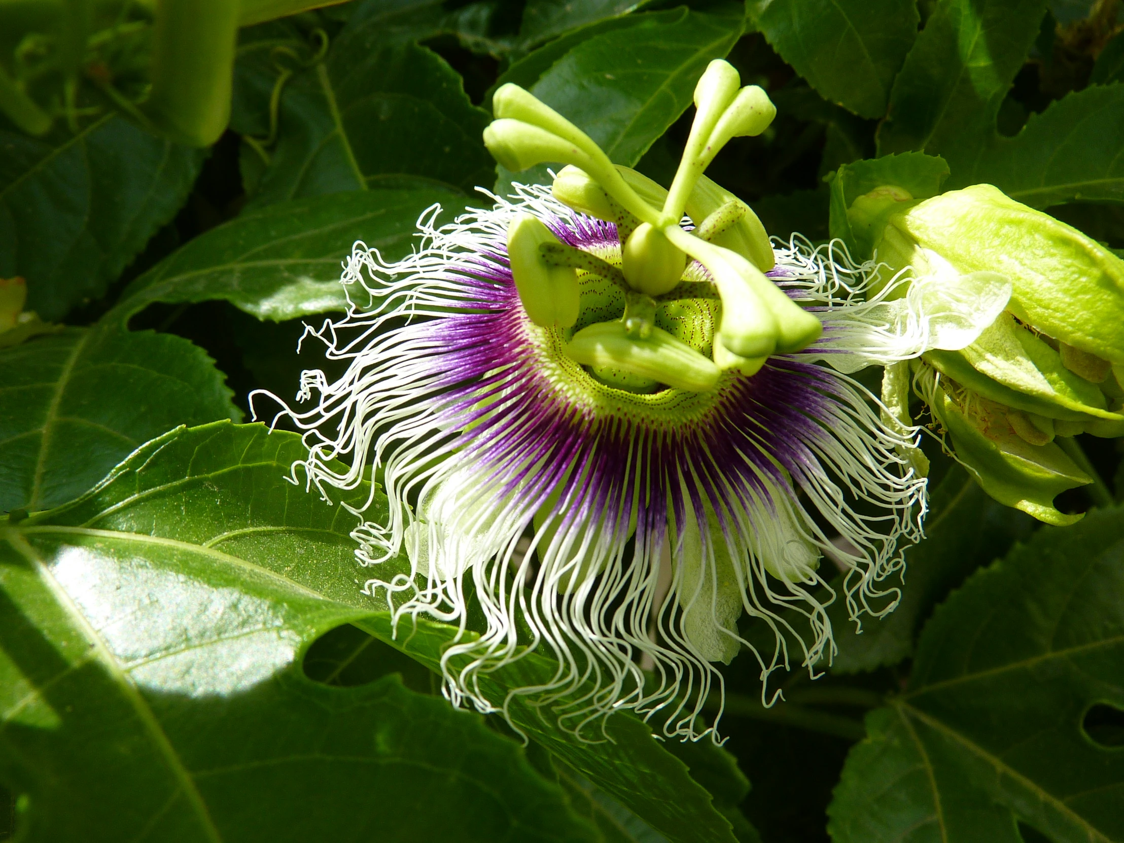 purple and white flowers on top of green leaves