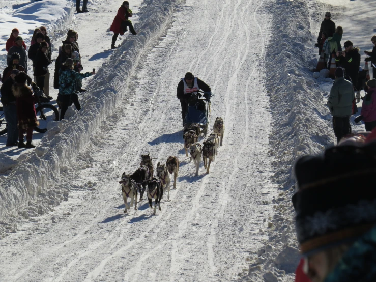 two dogs pulling people in sleds down a snow covered road