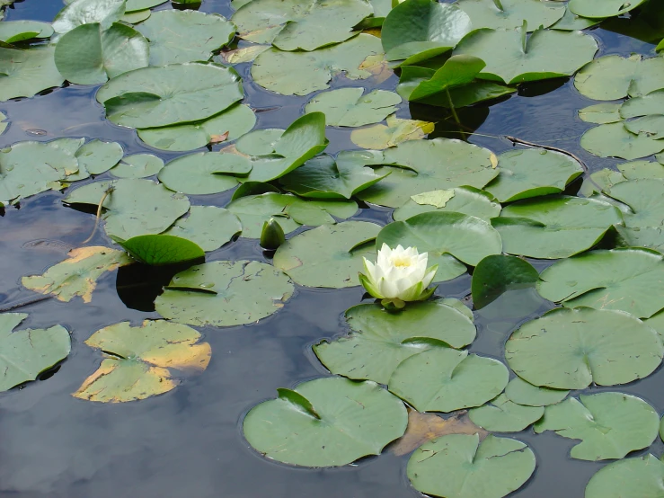 a white lotus blossom is floating among green lily pads