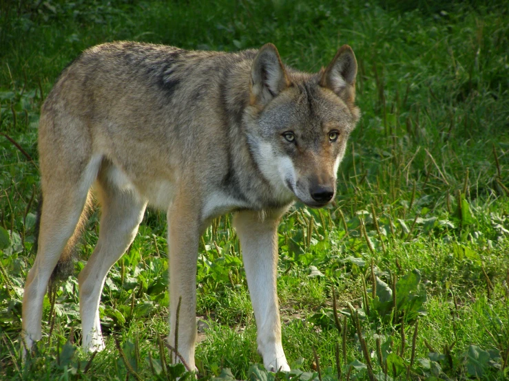 a wolf is standing in the grass in a park