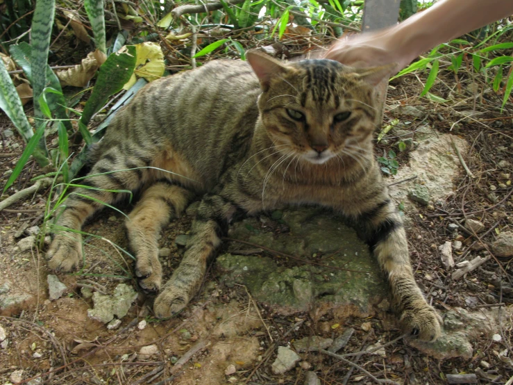 a cat is laying on a rock near a person