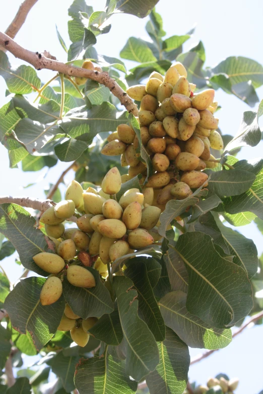 a close up of some nuts hanging from a tree