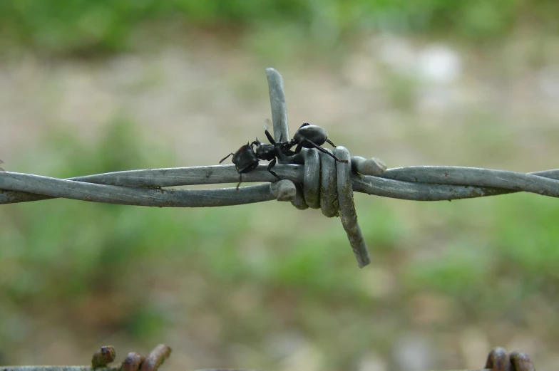 the bee is perched on top of the barbed wire