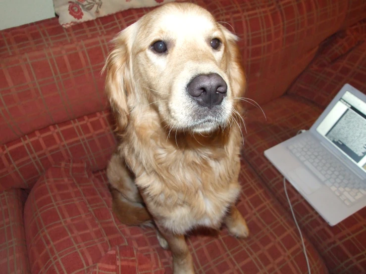a golden retriever sitting on a couch next to a laptop