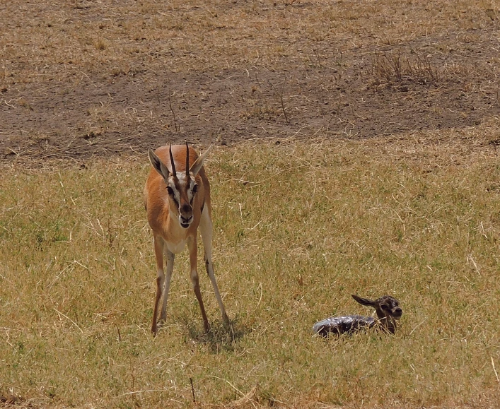 gazelle and zes in a field of dead grass
