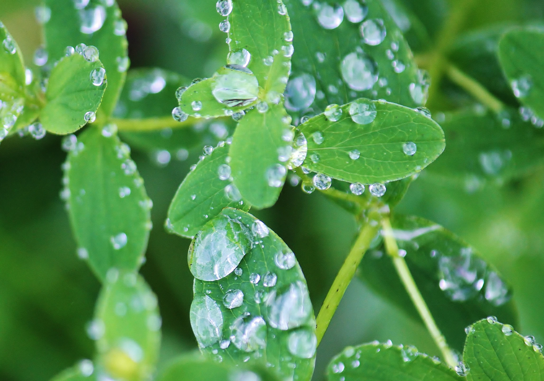 the dew on green leaves has lots of drops of water