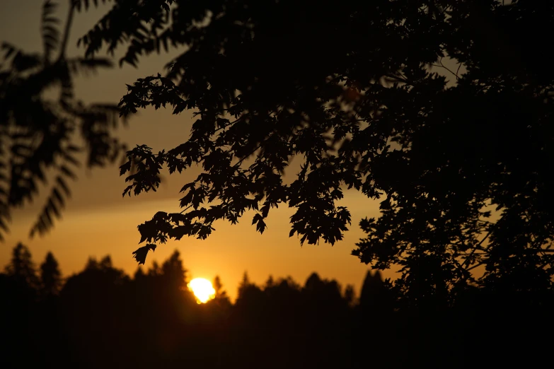 the sun shining brightly through the trees in front of the sun