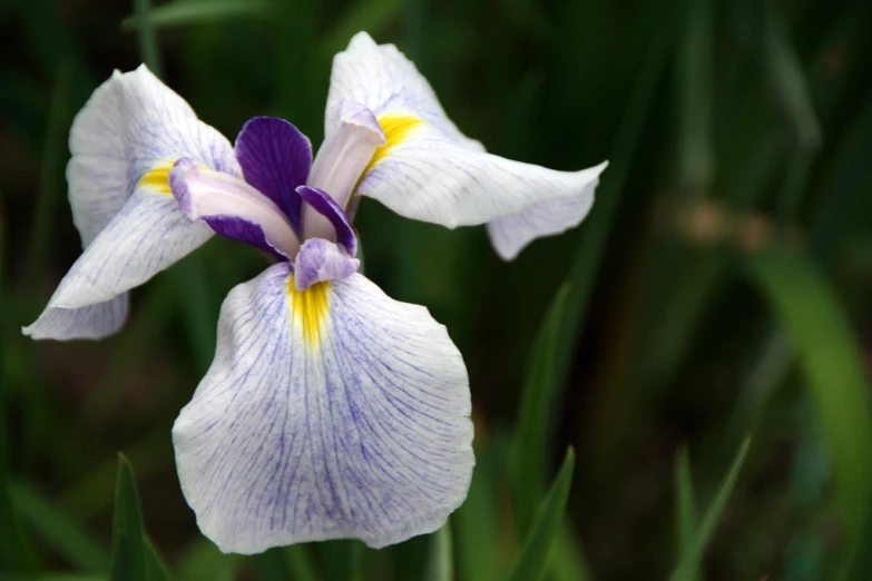 a blue and white flower sits on some green grass