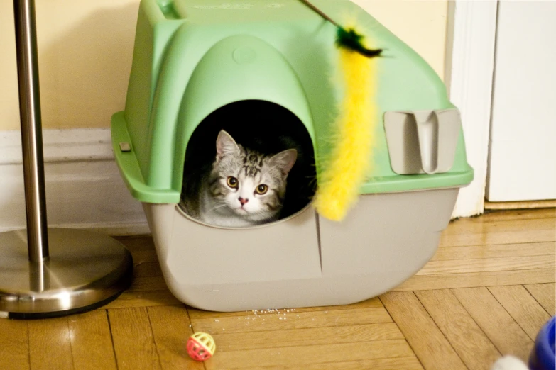 a cat peers out from its litter box with a yellow wool