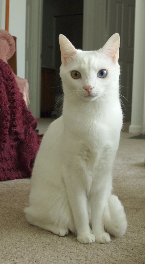 white cat sitting in the middle of the room