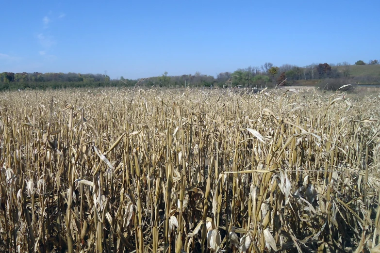 a field of corn is shown with trees in the distance