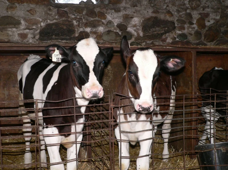 some black and white cows behind a fence