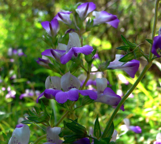 a group of purple flowers in a grassy area