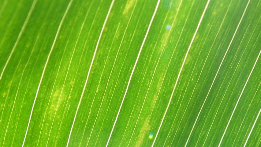 a very green leaf close up in some direction