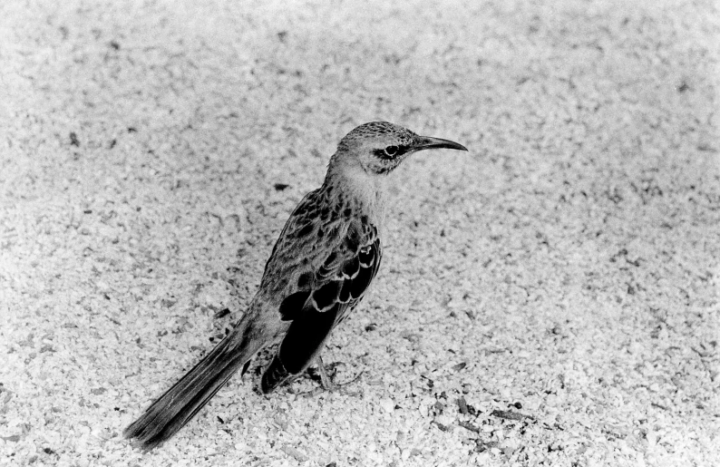 a bird is standing in the sand on the beach