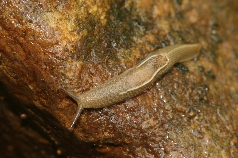 a slug crawling on the wall and mud