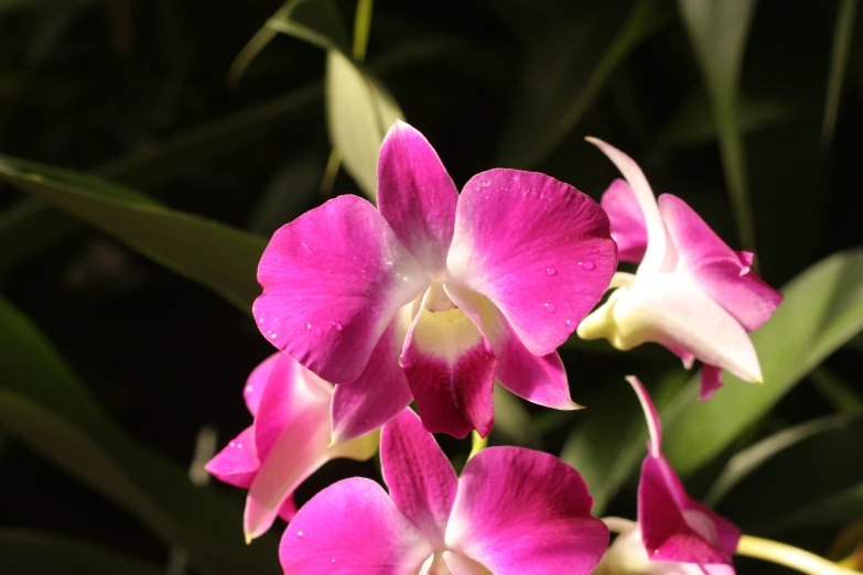 pink flowers in a close up s