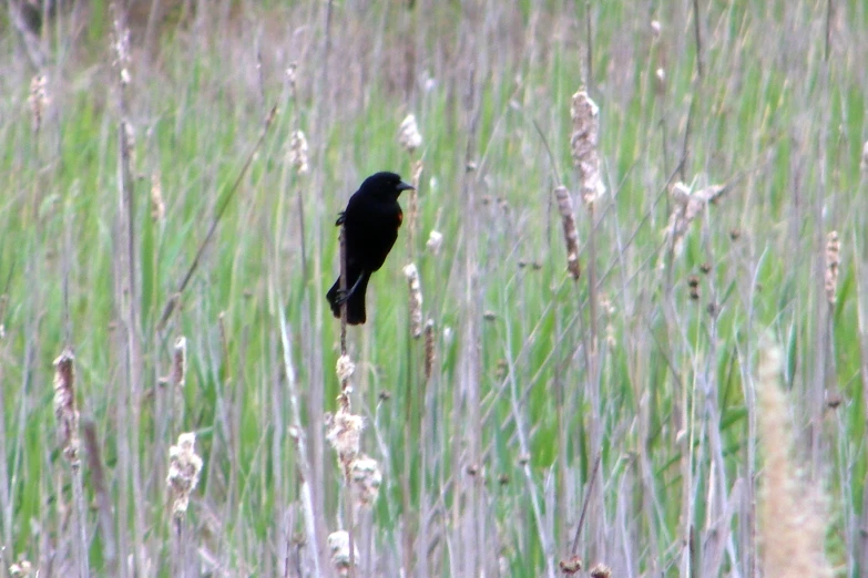 black bird perched on thin nch in a field