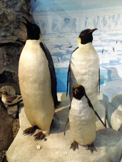 penguins are on the rocks of the ice floe