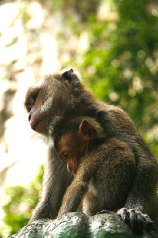 two monkeys standing next to each other on a rock