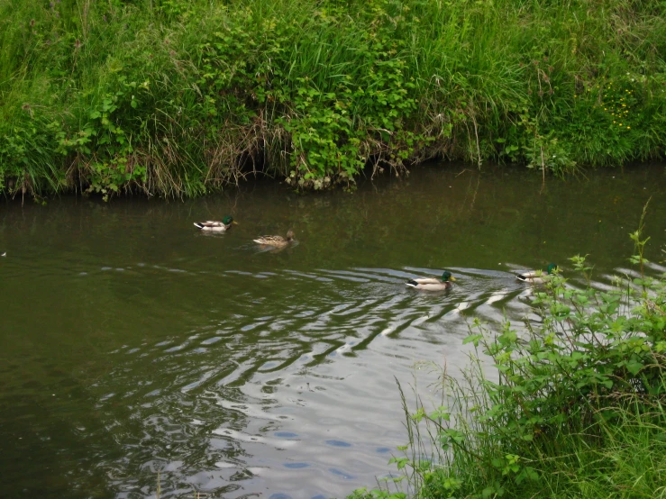 a group of ducks are swimming through the water