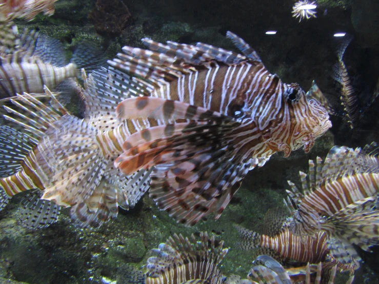 two sea lionfishs with orange striped fins swim in a fish tank