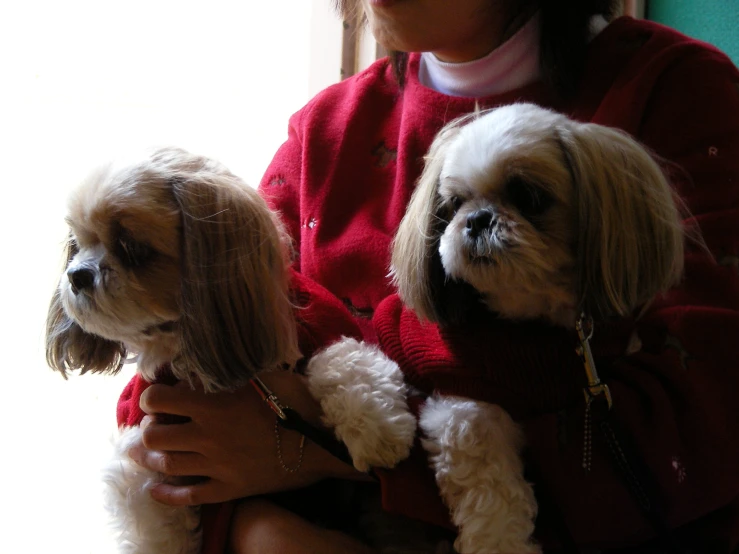 a woman sitting with two dogs on her lap