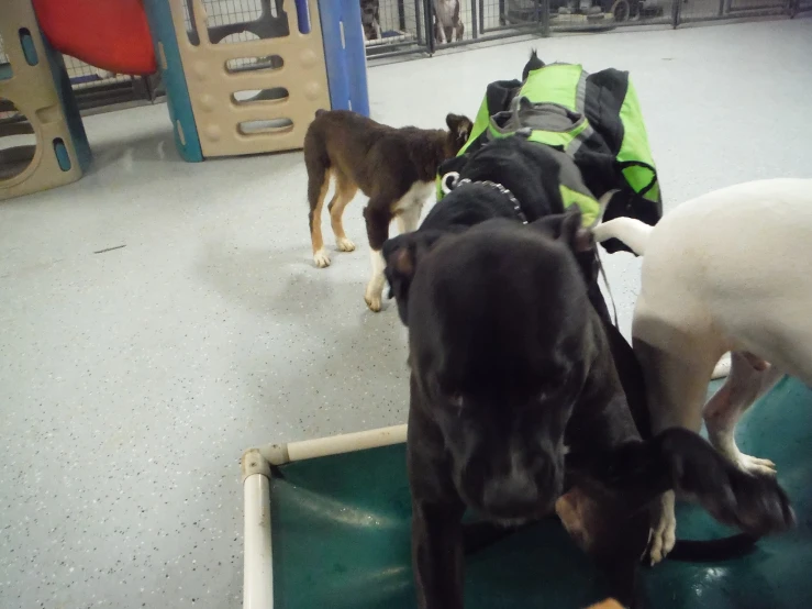 four dogs on a training floor with a small bag and the owner