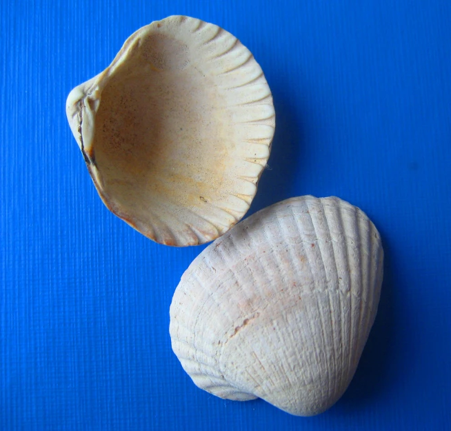 two seashells are sitting on a bright blue surface