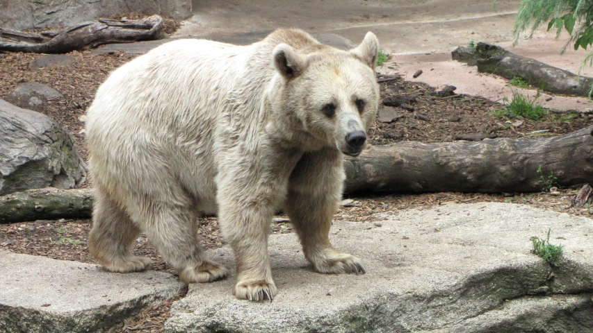 a large white polar bear standing on top of a rock