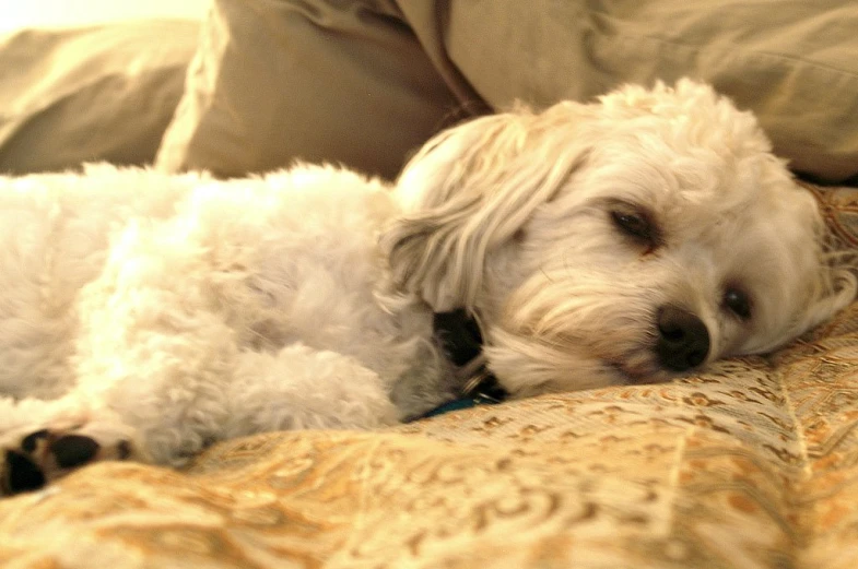 a dog laying down on the bed looking bored