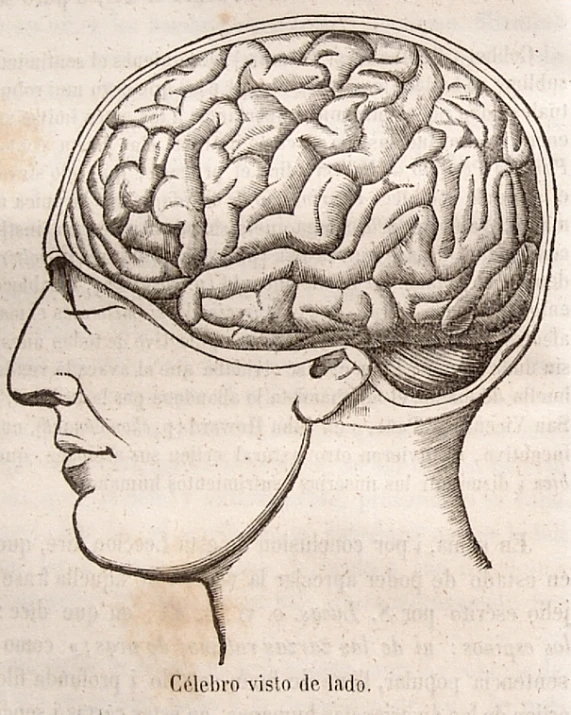 a hand drawn diagram shows the frontal head and part of a human in