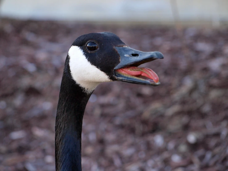 a black and white goose with its tongue out