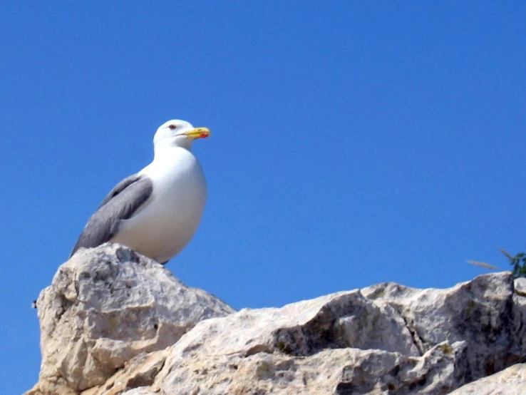 a seagull sitting on a rock ledge looking for food