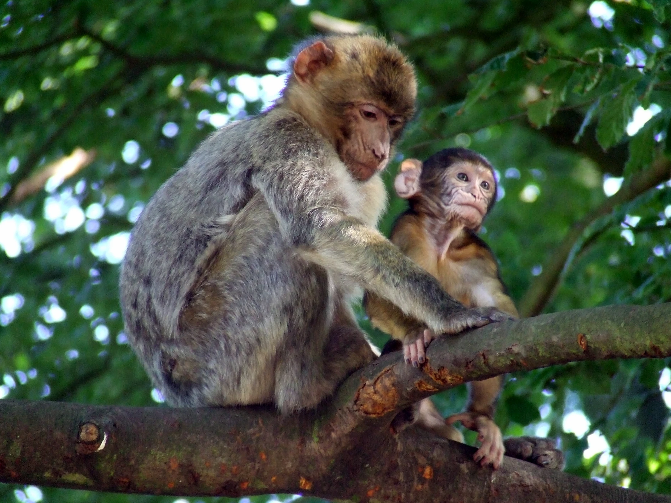 two monkeys perched on nches looking down at soing