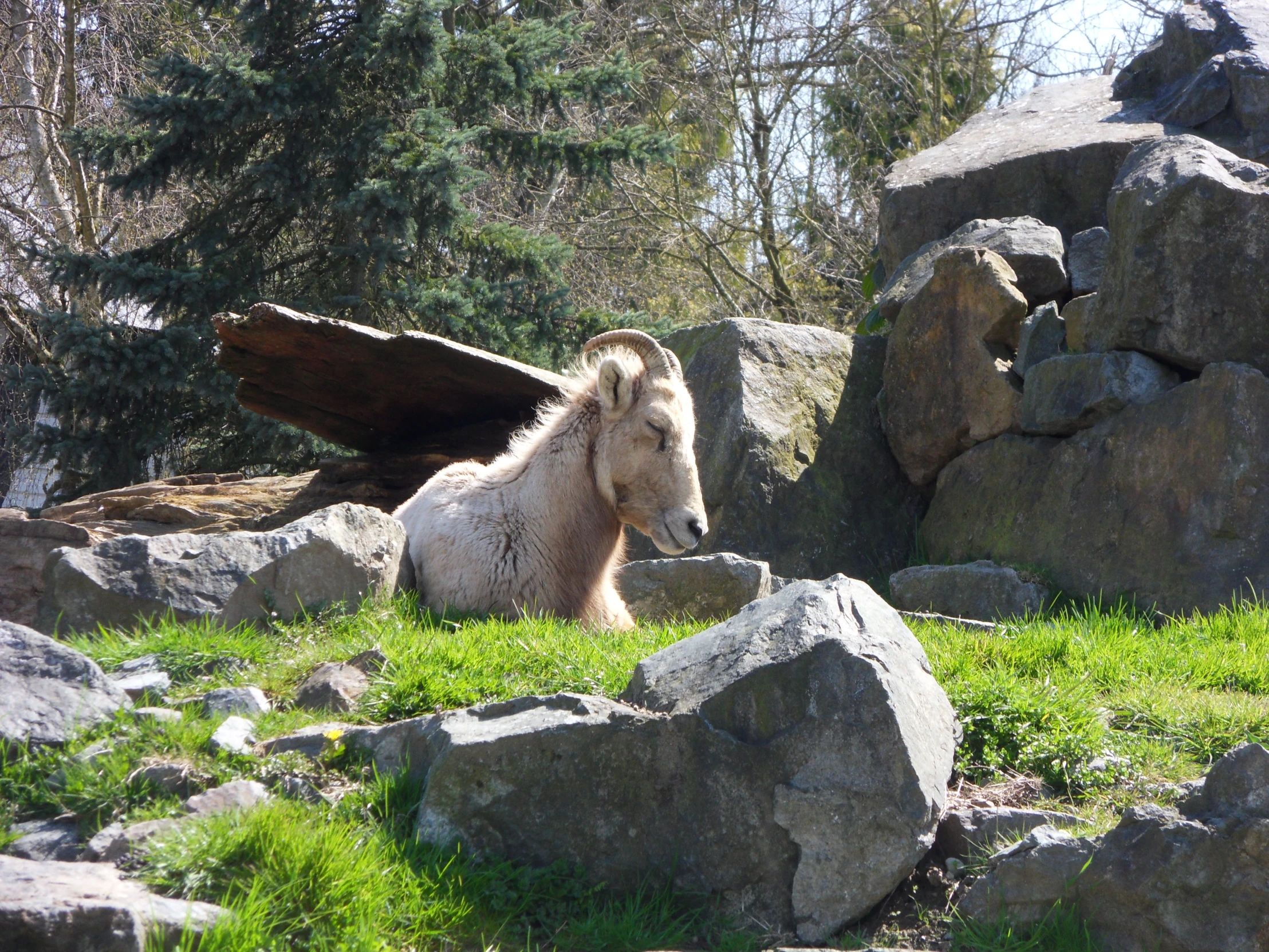 a sheep on some rocks with its wings spread