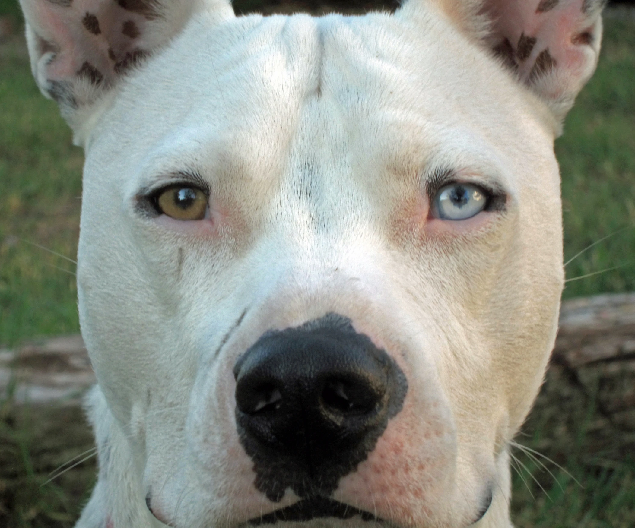 a dog's head looking over a fence at the camera