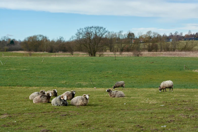 sheep are grazing in an open field on a sunny day