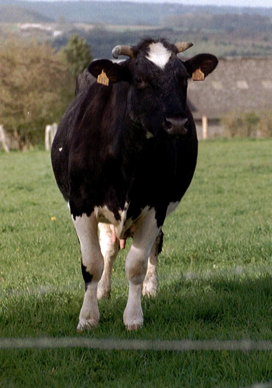 a black and white cow is standing in the grass