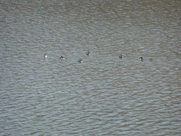 a bunch of birds floating on top of a body of water