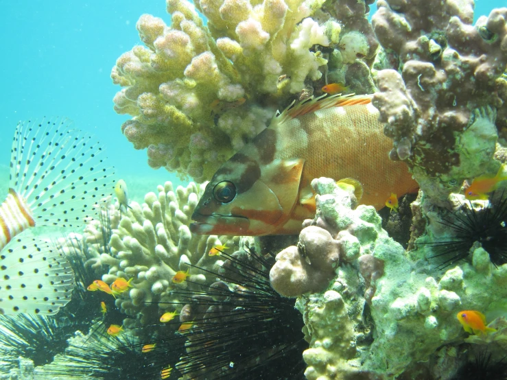 an underwater po of corals and other aquatic life