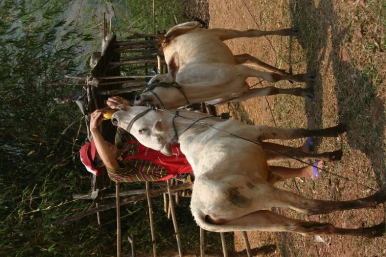 a person on a horse being milked by another