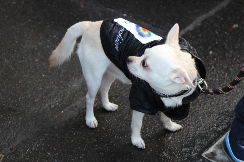 a dog wearing a jacket on a leash