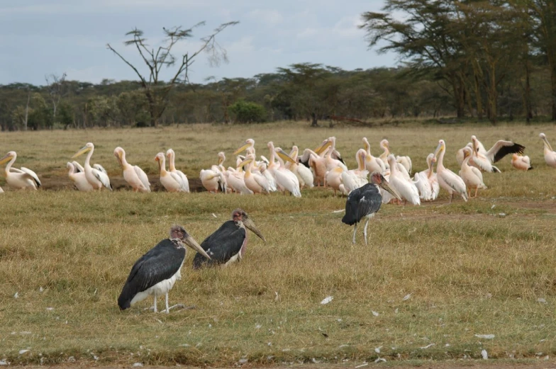 large flock of white pelicans in a grassy field