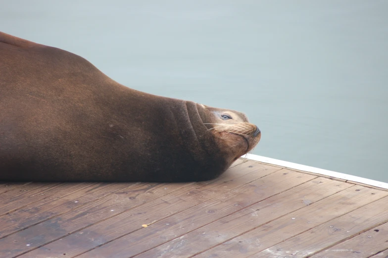 a seal sitting on top of a wooden dock