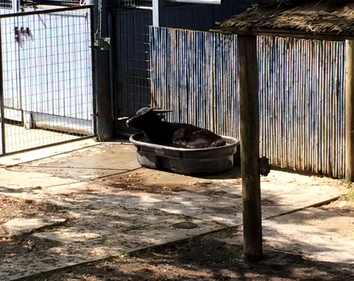 a cow laying in an old metal tub