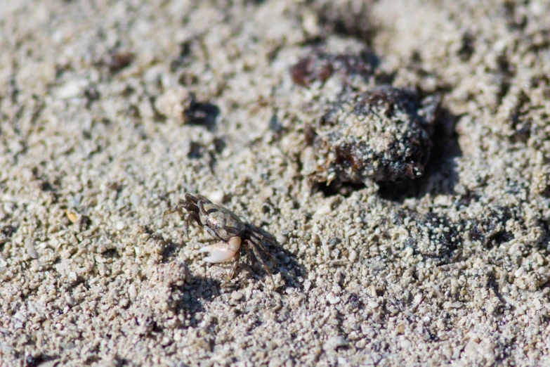 a crab crawling in the sand near its burr