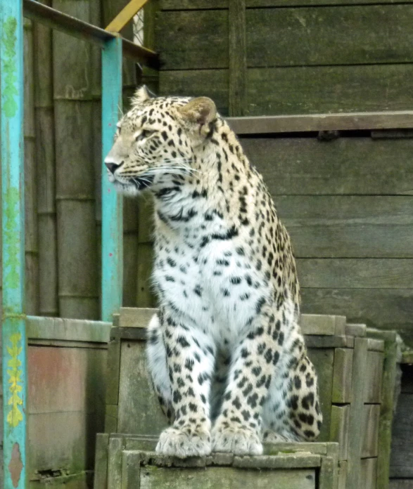 a white and black cheetah sits on some steps