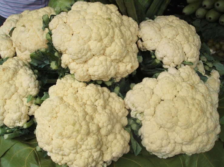 a large bunch of cauliflower on the plant